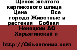 Щенок жёлтого карликового шпица  › Цена ­ 50 000 - Все города Животные и растения » Собаки   . Ненецкий АО,Харьягинский п.